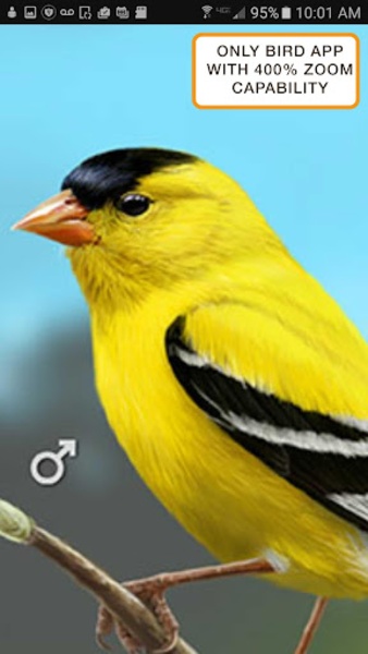 iBird Lite - Preview 23