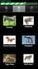 Animal Sounds Ringtones screenshot 2