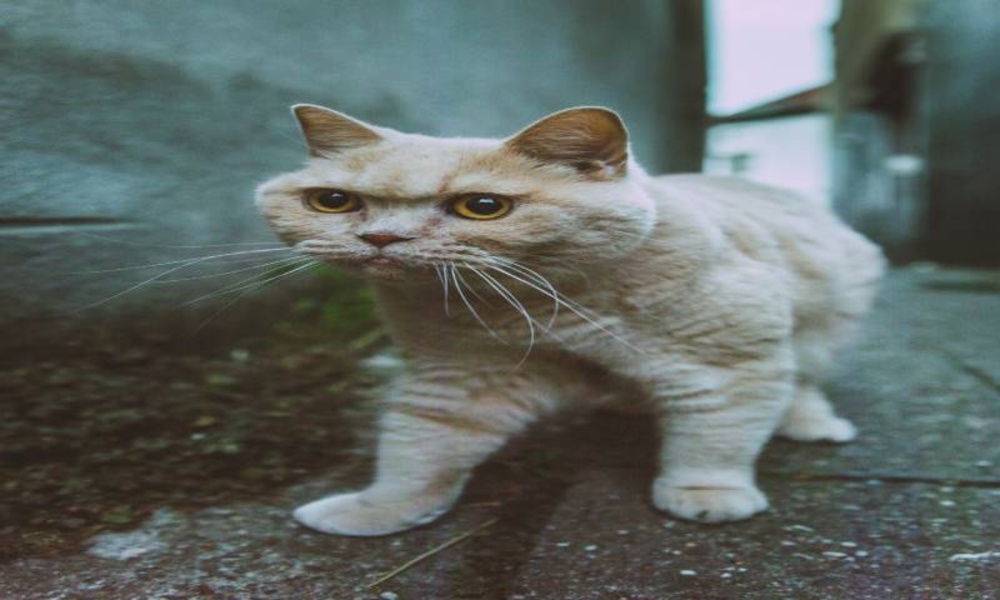 Pictures of cats more than 100 pictures 4k - Preview 4
