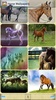 Horse Wallpapers screenshot 2