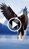 Animal Video Live Wallpaper screenshot 5