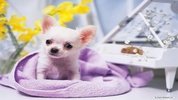 ???? Chihuahua Wallpapers - Dog Wallpaper screenshot 2