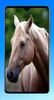Horse Wallpaper 4K screenshot 16
