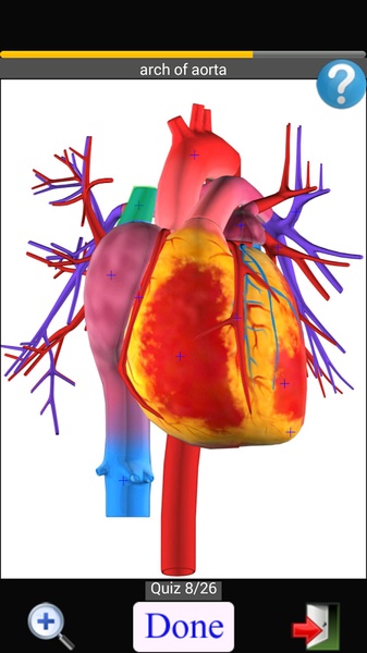Anatomy Quiz Lite - Preview 13