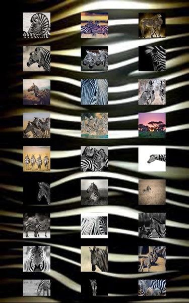 Zebra Wallpapers - Preview 5