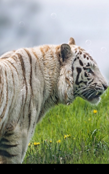 Bengal Tiger - Preview 2