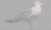 ASCII cam (free version) screenshot 1