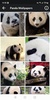 Panda HD Wallpapers screenshot 3