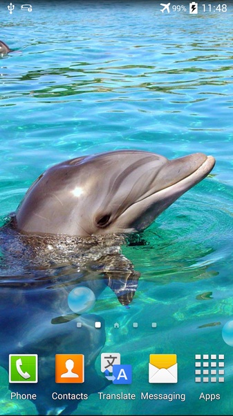 Dolphin - Preview 4
