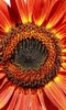 Sunflower Wallpaper screenshot 11