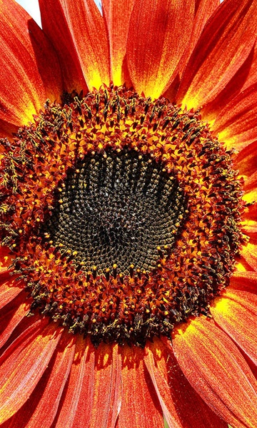 Sunflower Wallpaper - Preview 11