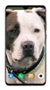 Pitbull Dog Wallpaper HD screenshot 6