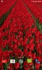 Red Tulips Live Wallpaper screenshot 3