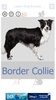 Dog Breeds 🐶 Golden Retriever | Rottweiler screenshot 1