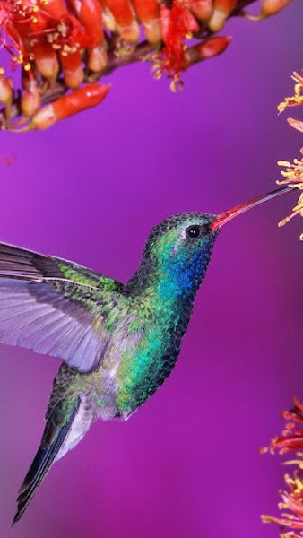 Birds Live Wallpaper - Preview 6