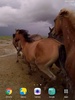 Wild Horses Live Wallpaper screenshot 2