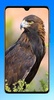 Eagle Wallpaper HD screenshot 9