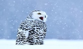 صور و خلفيات للحيوانات في الشتاء screenshot 4
