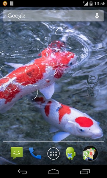 Koi - Preview 3