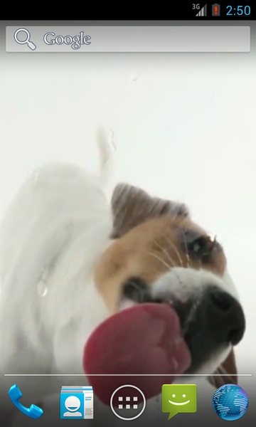 Dog Licks Screen Wallpaper - Preview 4