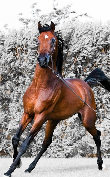Horse HD Live Wallpaper - Preview 7