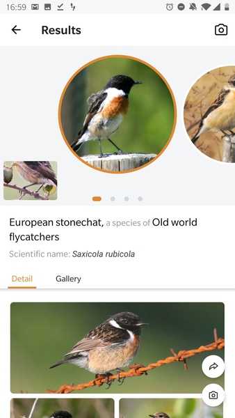Picture Bird - Bird Identifier - Preview 8