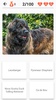 Dog Breeds - Quiz about all dogs of the world! screenshot 7