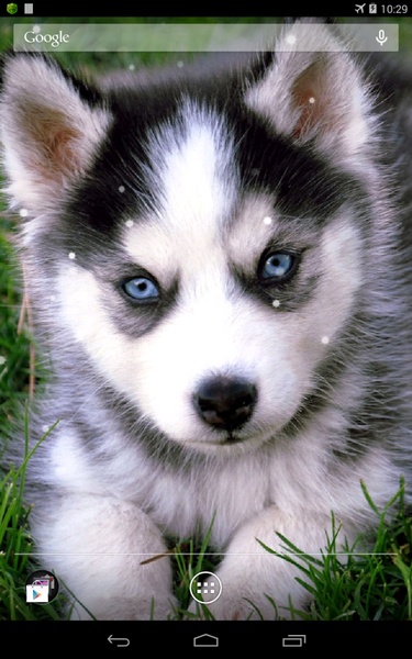 Husky - Preview 3