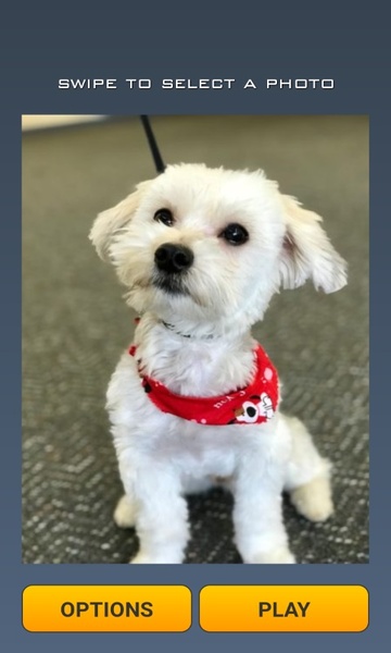 Cute Dogs Puzzle - Preview 1