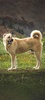 Kangal Dog Wallpaper screenshot 2