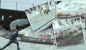 Wild Snow Leopard Simulator 3D screenshot 4