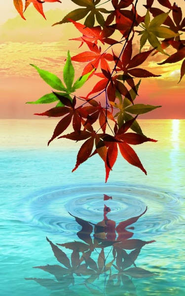 Water Drop. Flowers and Leaves. - Preview 5