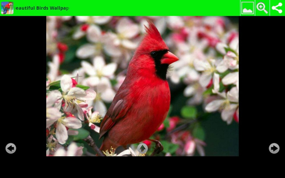 Beautiful Birds Wallpapers - Preview 3