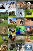 Sonidos de Animales screenshot 4