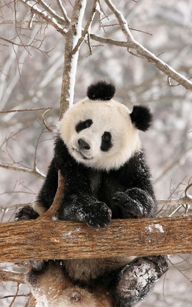 Panda Live Wallpaper - Preview 4