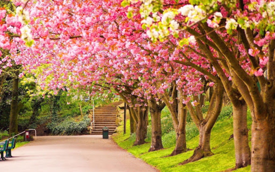 Spring Wallpaper - Preview 1