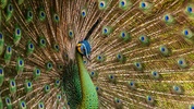 Peacock Feather Live Wallpaper screenshot 8