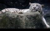 Bengal Tiger screenshot 1