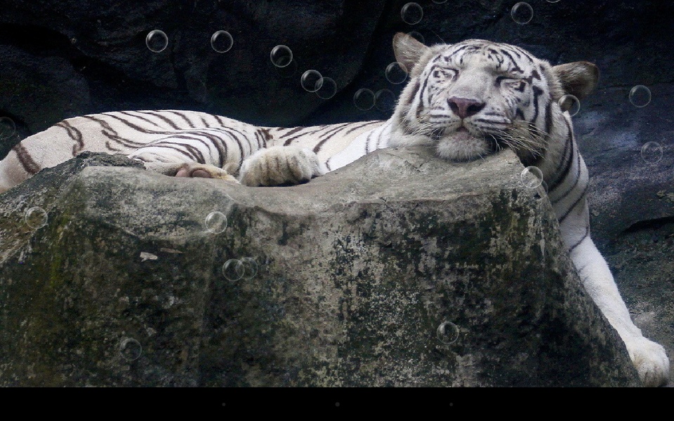 Bengal Tiger - Preview 1