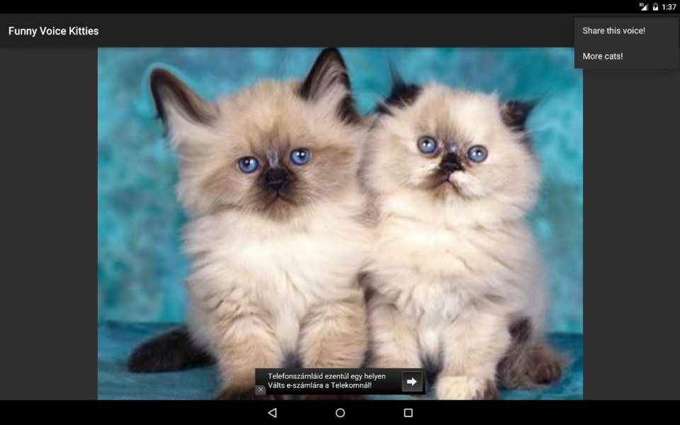Funny Voice Kitties - Preview 2