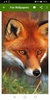 Fox Wallpapers screenshot 1