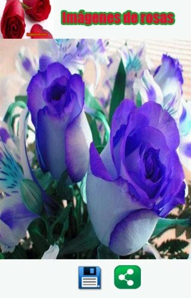 Imagenes de rosas - Preview 4