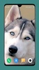 Dog Wallpaper 4K screenshot 7