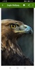 Eagles Wallpapers screenshot 8
