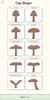 Shroomify - Mushroom Identific screenshot 5