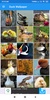 Duck Wallpaper: HD images, Free Pics download screenshot 5