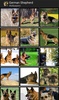 Wallpapers of German Shepherds screenshot 8