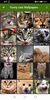 Funny cats Wallpapers screenshot 4