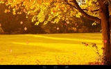 Autumn Wallpaper screenshot 13