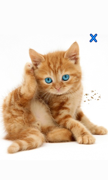 Talking, Dancing Cat. - Preview 1